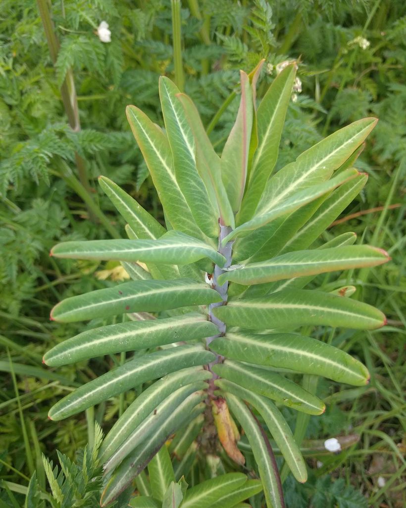 L'euphorbe épurge, dite « herbe à taupe »