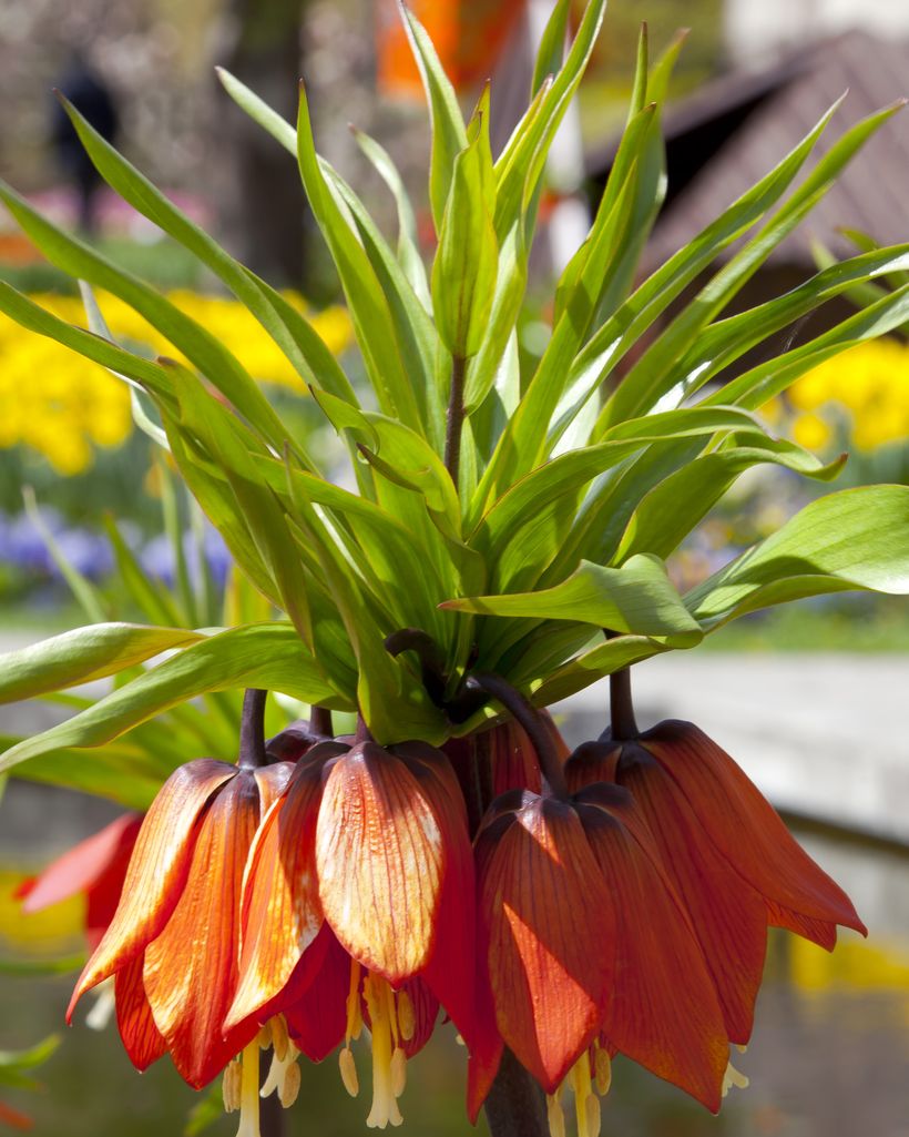 La fritillaire impériale, autre plante réputée anti-taupe