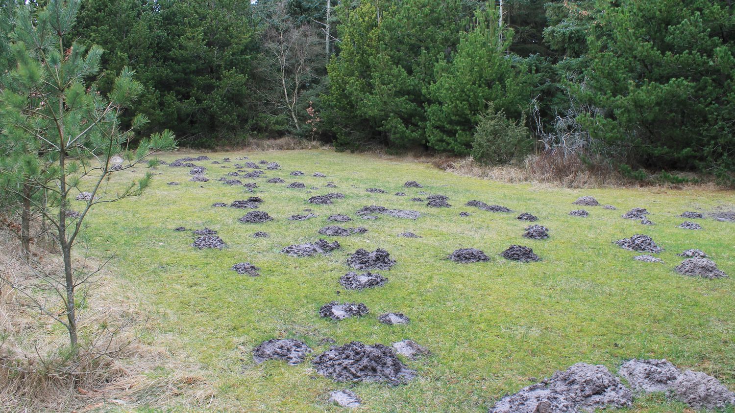 Prairie couverte de taupinières
